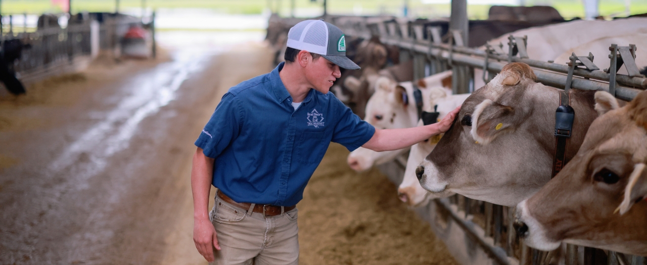 Man in blue shirt petting a cow at Meadowbrook Farms.